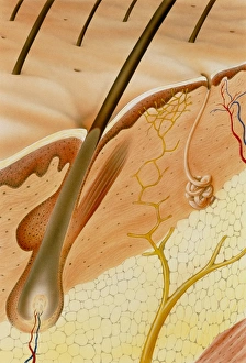 Artwork of a section through healthy skin Artwork of a section through healthy skin