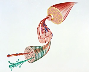 Artwork showing structure of human skeletal muscle Artwork showing structure of human skeletal muscle