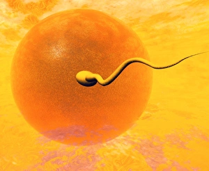 Artwork of sperm and egg just before fertilisation Artwork of sperm and egg just before fertilisation