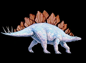 Artwork of Stegosaurus dinosaur, Stegosaurus sp Artwork of Stegosaurus dinosaur, Stegosaurus sp