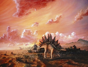 Artwork of Stegosaurus dinosaurs Artwork of Stegosaurus dinosaurs