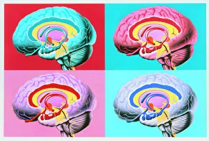 Central Nervous System Gallery: Artworks showing the limbic system of the brain