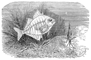 Asiatic Glassfish Asiatic Glassfish