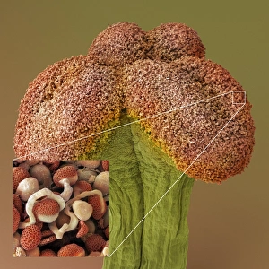 Asiatic lily (Lilium asiatic) stigma, SEM Asiatic lily (Lilium asiatic) stigma, SEM