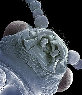 Asparagus beetle, SEM Asparagus beetle, SEM