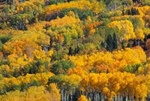 Aspen Trees Gallery: Aspens in autumn, British Columbia