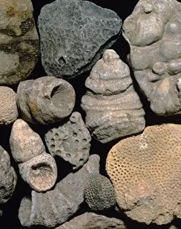 Images Dated 19th October 1995: Assortment of fossils from the Silurian period