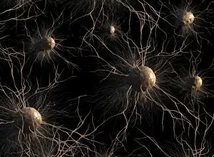 Astrocyte nerve cells, artwork C017 / 3425