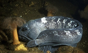 Atlantic wolffish resting Atlantic wolffish resting