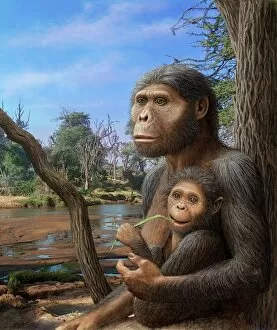 Palaeontology Gallery: Australopithecus afarensis, artwork