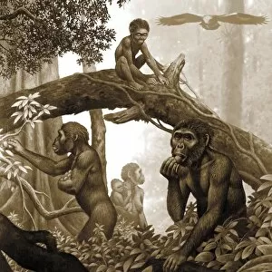 Australopithecine Collection: Australopithecus africanus, artwork C013 / 9570
