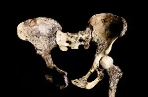 Vertebra Gallery: Australopithecus africanus pelvis, STS-14 C015 / 6919