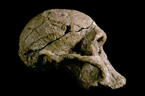 Australopithecus africanus skull (STS-5) Australopithecus africanus skull (STS-5)