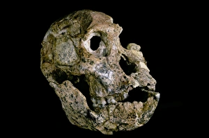 Australopithecus africanus skull (STS-71) Australopithecus africanus skull (STS-71)