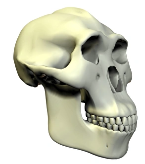 Australopithecus boisei skull Australopithecus boisei skull