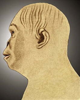 Australopithecus reconstruction Australopithecus reconstruction