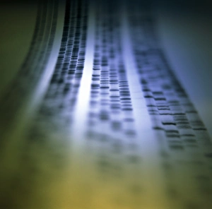 Autoradiogram showing a DNA fingerprint Autoradiogram showing a DNA fingerprint