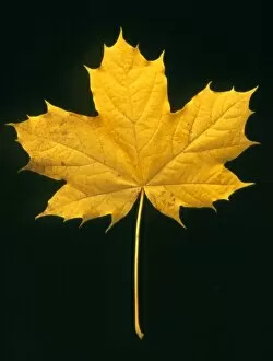 Images Dated 18th June 2002: Autumn colour in a maple leaf