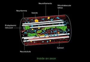 Axon anatomy, diagram