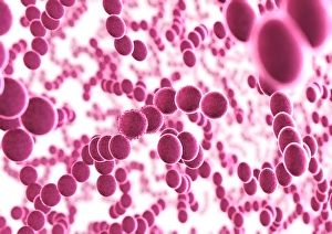 Staphylococcus Aureus Prints: Bacteria