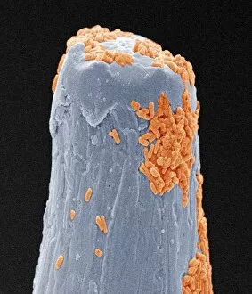 Images Dated 25th June 2004: Bacteria on a pin, SEM