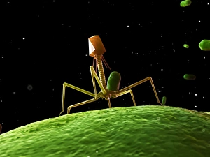 Bacteriophage Print