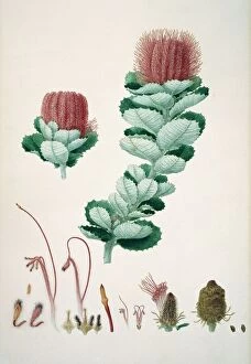 Magnoliophyta Gallery: Banksia coccinea, 19th century C016 / 5535