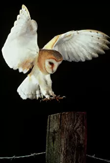 Airborne Collection: Barn owl