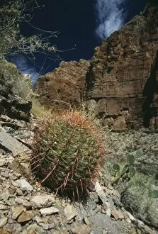 Images Dated 24th March 2003: Barrel cactus