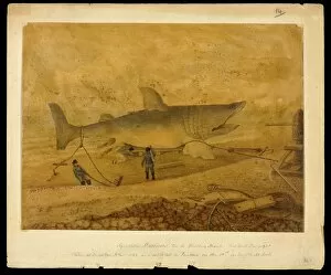 Lamniform Gallery: Basking shark, 19th century artwork C016 / 6210