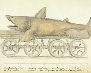 Lamniform Gallery: Basking shark, 19th century artwork C016 / 6211