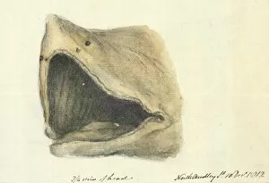 Basking Shark Gallery: Basking shark, 19th century artwork C016 / 6213