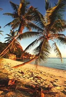Images Dated 17th July 2001: Beach with palm trees