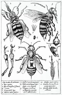 Entomology Collection: Bee anatomy, historical artwork