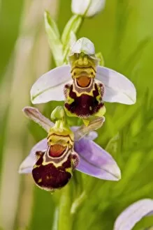 Specialised Gallery: Bee Orchid (Ophrys apifera) in flower C016 / 4720