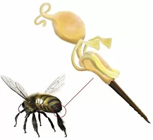 Barbs Gallery: Bee sting, anatomical artwork C017 / 8030