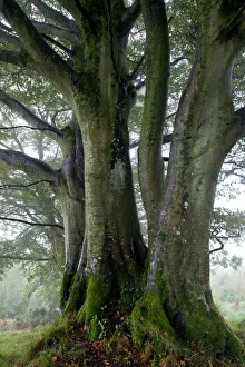 Beech Gallery: Beech trees