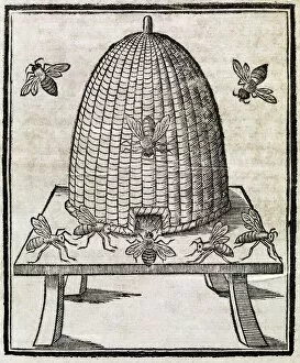 Images Dated 27th August 2009: Bees and beehive, 17th century artwork