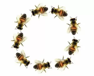 Images Dated 22nd August 2011: Bees in a circle