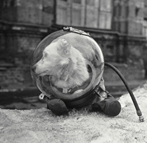 Belka, Soviet space dog, in a spacesuit Belka, Soviet space dog, in a spacesuit