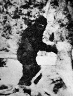 Myth Gallery: Bigfoot film, 1967