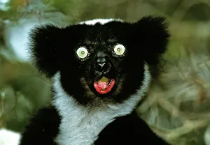 Indri Indri