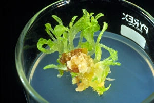 Biotechnology: tissue culture of tobacco plant Biotechnology: tissue culture of tobacco plant