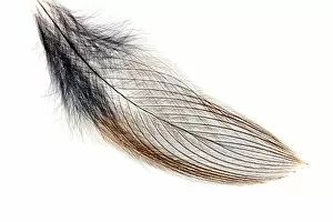 Barbule Gallery: Bird feather, light micrograph