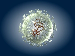 Bird flu virus particle, artwork C013/4650 Bird flu virus particle, artwork C013/4650
