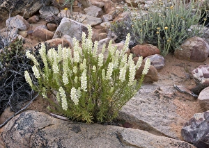 Cederberg Mountains Gallery: Bitter Bush (Selago glutinosa)