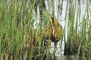 Bittern Bird Prints: Bittern