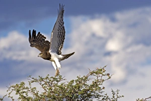 Black-chested snake eagle Black-chested snake eagle