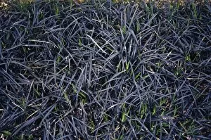 Images Dated 29th November 2004: Black Mondo grass