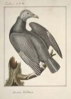 Cathartidae Gallery: Black vulture, artwork C016 / 5675
